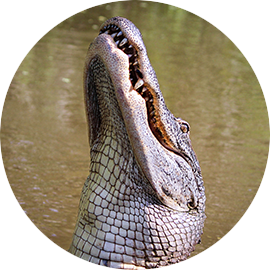 Janik Alligators, LLC